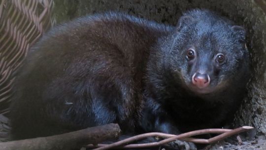 Nowy nabytek zamojskiego ZOO. Może będą z tego młode