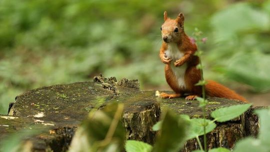 Nowy park w Białej Podlaskiej. Stół do ping-ponga, miejsce na grilla i budki dla wiewiórek