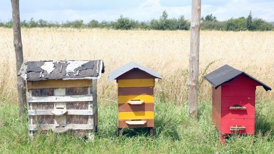 Nowy pasożyt atakuje pszczoły. Bedą straty