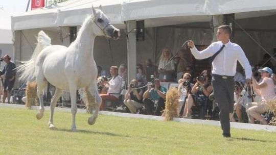 Nowy prezes Stadniny Koni w Janowie Podlaskim to ekonomista. "Nie miałem styczności z hodowlą koni"