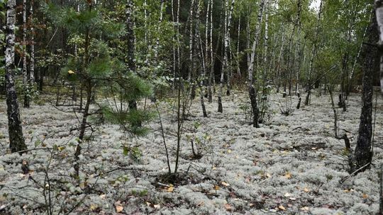 Nowy rezerwat w woj. lubelskim. Rzadkie gatunki porostów mają swoje miejsce