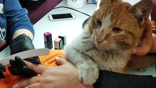 Nowy stylista w salonie kosmetycznym? Nie, ten kot szuka domu