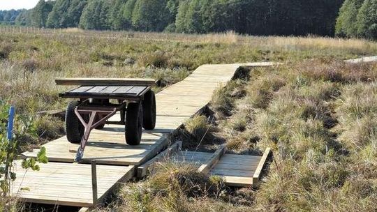 Nowy szlak w Poleskim Parku Narodowym. Na bagnie