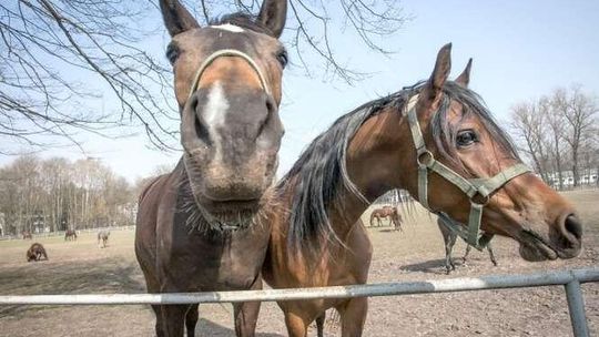 Nowy zarząd ma pomysł na stadninę w Janowie. Więcej dla turystów. Zwiedzenie, nauka jazdy, pokazy