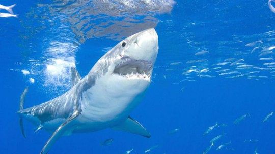 Nurkowanie z rekinami nie należy do najbezpieczniejszych zajęć na świecie