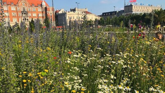 O łąkach kwietnych w webinarze