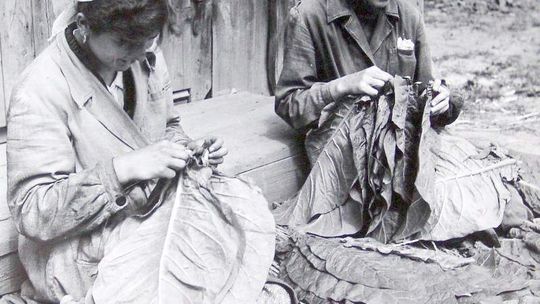 O uprawach doświadczalnych w Puławach. Więcej kijanek niż ryżu