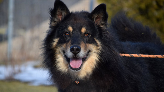 Obecna ekipa zostaje w lubelskim schronisku