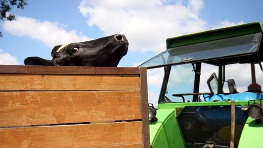 Obietnice na wyrost, czyli rolnicy oddają pieniądze