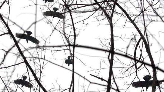 Obława na czarnych nadrzewnych terrorystów. Miasto będzie walczyć z gawronami