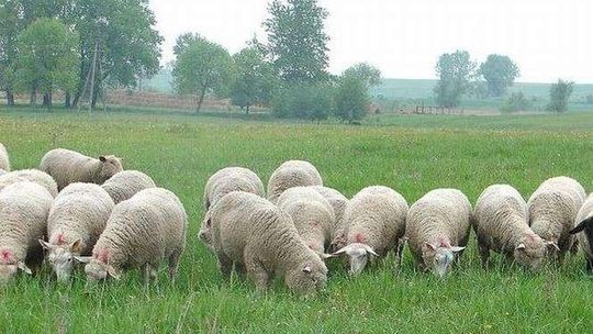 Obowiązek ustawowy. Zgłoś zwierzę, nawet jedno