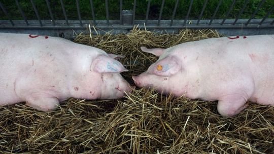 Obowiązkowe zabawki dla świń. Będą kontrole 