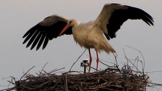 Obserwuj w internecie życie bocianów ze Sławacinka Starego