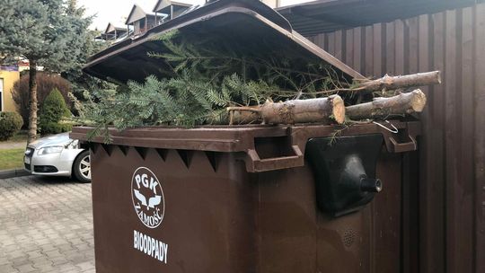 Obsypane choinki muszą poczekać. PGK odbierze je w lutym