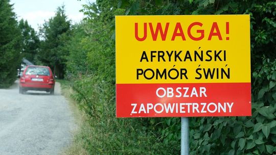 Obszary ASF. Pomoc finansowa dla osób, które rezygnują z hodowli świń
