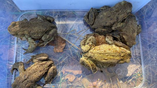 Ocal żabkę – apeluje Roztoczański Park Narodowy i zaprasza do akcji ratowania płazów