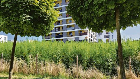 Od desek po żywność. A po drodze nagroda