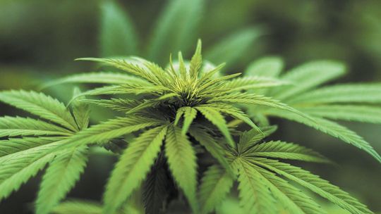 Od papryczek do konopi. "Chciałem tylko pomóc"