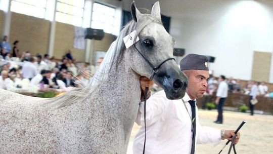 Od piątku Dni Konia Arabskiego 2012 (program, bilety)