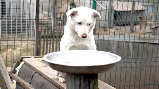 Oddaj głos na przytulisko w Rachowie, a psy dostaną karmę