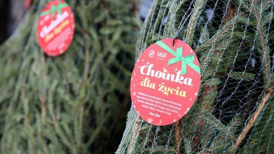 Oddasz krew – dostaniesz choinkę. Ogólnopolska akcja „Choinka dla Życia” wraca Choinka za krew