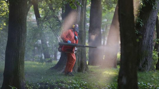 Odkomarzanie Lublina, po raz drugi tego lata. Gdzie będą opryski?