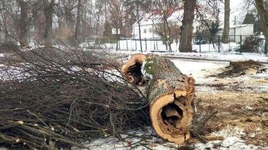 Odnowa parku w Łęcznej. Wytną 30 drzew