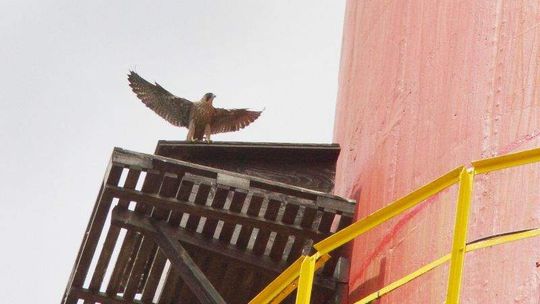 Odnowili lokum dla sokołów na kominie Azotów