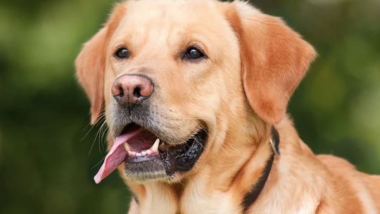 Odpowiednio wytrenowane psy mogą za pomocą węchu wykrywać COVID-19