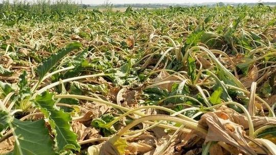 Odszkodowania za gradobicie dla rolników