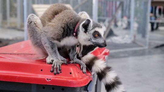 Odwołany ECO Piknik na Zalewem i „Weekendowe ZOO” w Targach Lublin 