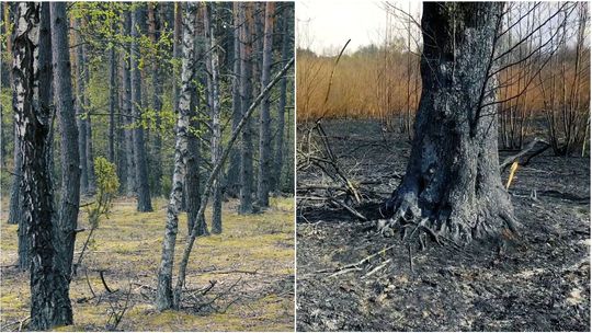 Ogień może doszczętnie zniszczyć przyrodę. "Chodzi o tych, którzy bezmyślnie podpalają łąki albo lasy" [wideo]