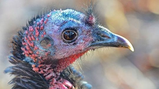 Ogniska ptasiej grypy w Lubelskiem. "Znowu mamy tego wysoce zjadliwego wirusa"