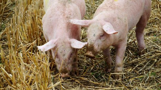 Ognisko ASF.  Ograniczenia dla rolników w kilku powiatach 