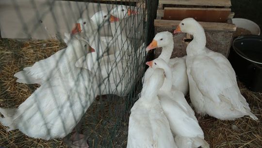 Ognisko ptasiej grypy w Kaniwoli. Poszkodowani hodowcy mogą liczyć na pomoc