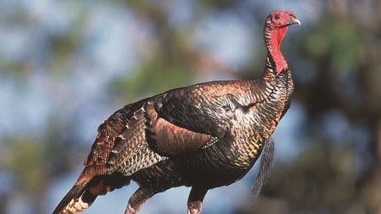 Ognisko ptasiej grypy w województwie lubelskim. Policjanci nie wpuszczają do wsi nikogo poza mieszkańcami