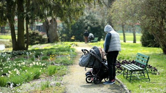 Ogród Botaniczny poleca się na spacer. Za chwilę zakwitnie 120 tulipanów