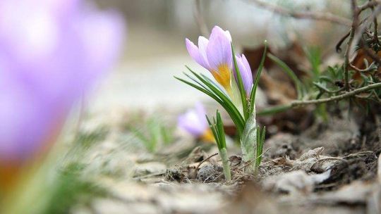 Ogród Botaniczny UMCS otwarty od niedzieli