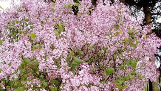 Ogród Botaniczny w Lublinie zaprasza na spacer w lilakach