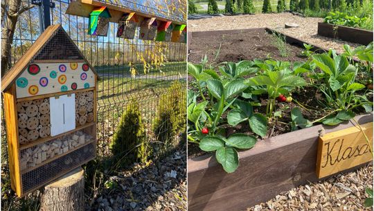 domki dla murarek oraz grządka warzywna
