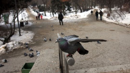 Ogród Saski będzie zamknięty aż do 2013 roku. Rusza przebudowa