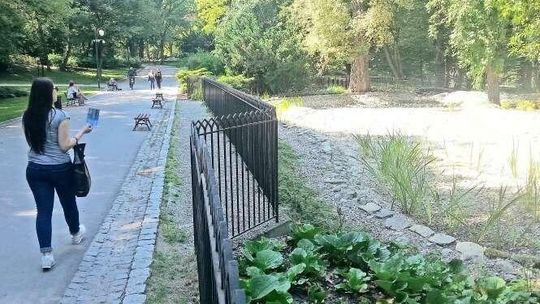 Ogród Saski: Problemy z oczkami wodnymi. Oba są już suche