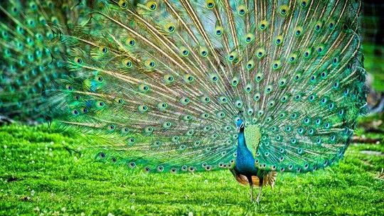 Ogród Saski: Zbudują mieszkanie pawiom. Ptaki będą tu zimować