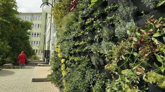 Ogród wertykalny na ścianie Uniwersytetu Przyrodniczego
