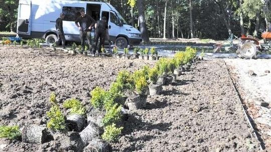 Ogród włoski rośnie w Łęcznej 