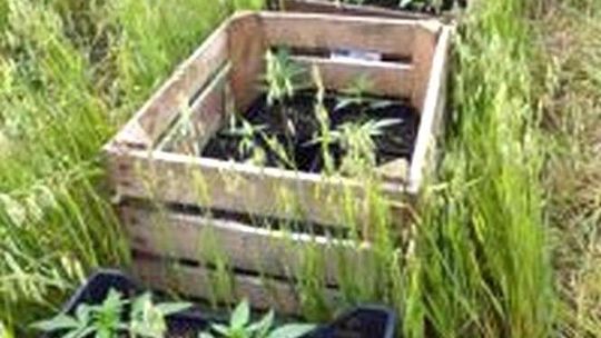 Ogrodnik wpadł podczas pielęgnacji roślinek. Próbował uciekać