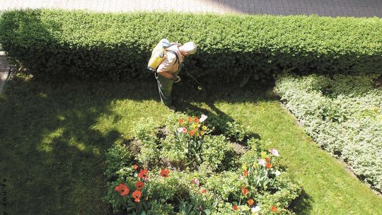 Ogrodnik wygrał z Monsanto, producentem herbicydu Roundup