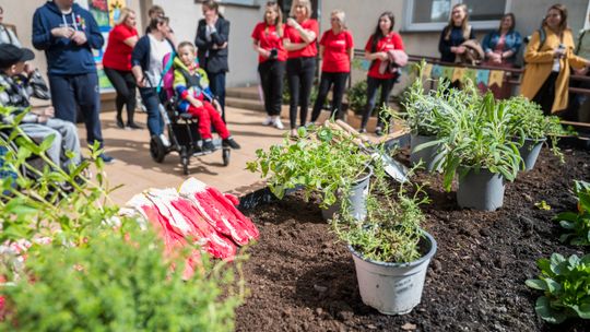 Ogrody zamiast nieużytków. Lubelskie inicjatywy podsumują rok działań