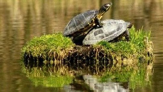 Ogromna ilość żółwi w Zalewie Zemborzyckim