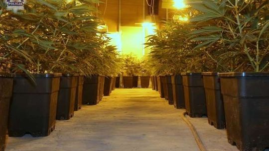 Ogromna plantacja konopi w budynku po pralni. Ponad 2 tys. krzaków (zdjęcia, wideo)